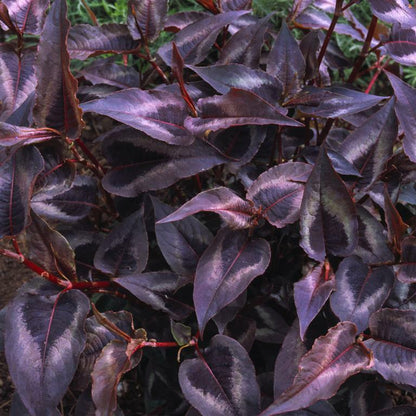 Persicaria microcephala 'Red Dragon'