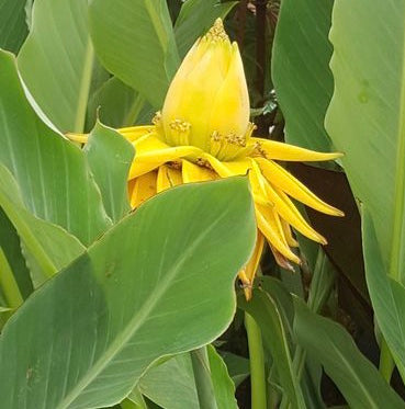 Musella Lasiocarpa Banana