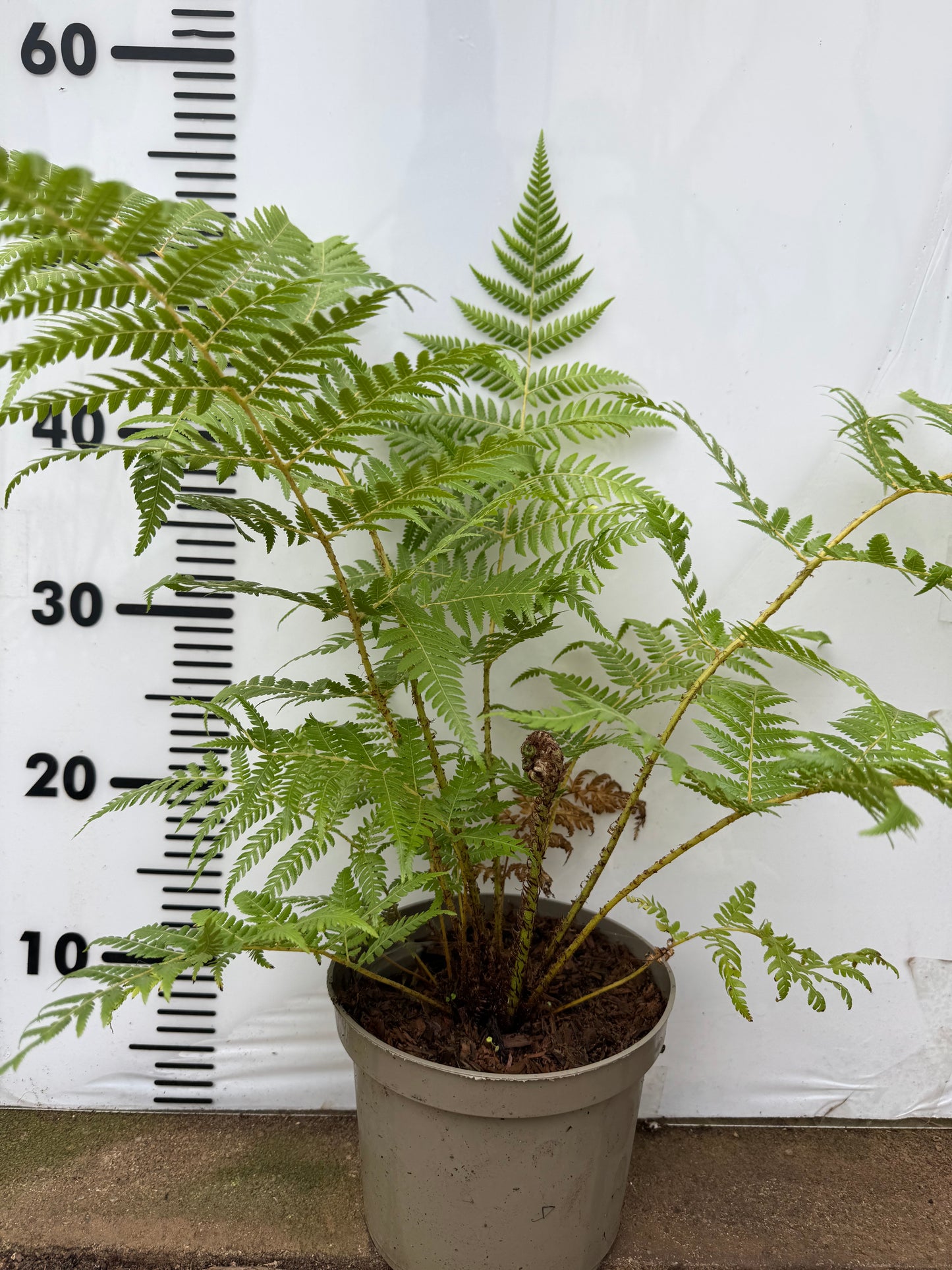 Cyathea dealbata