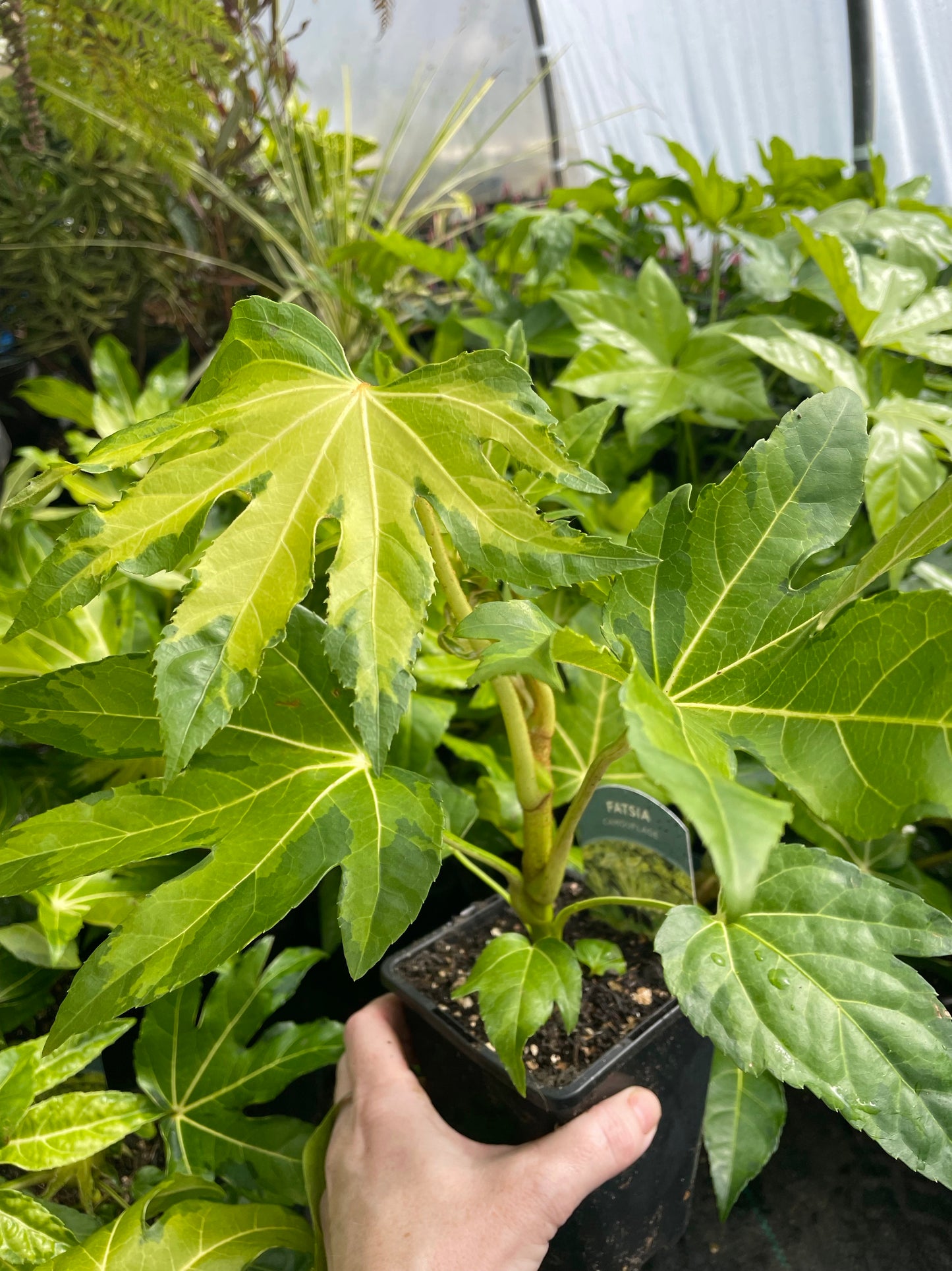 Fatsia Japonica Camouflage