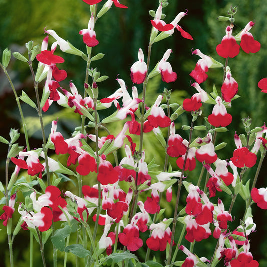 Salvia 'Hot Lips'