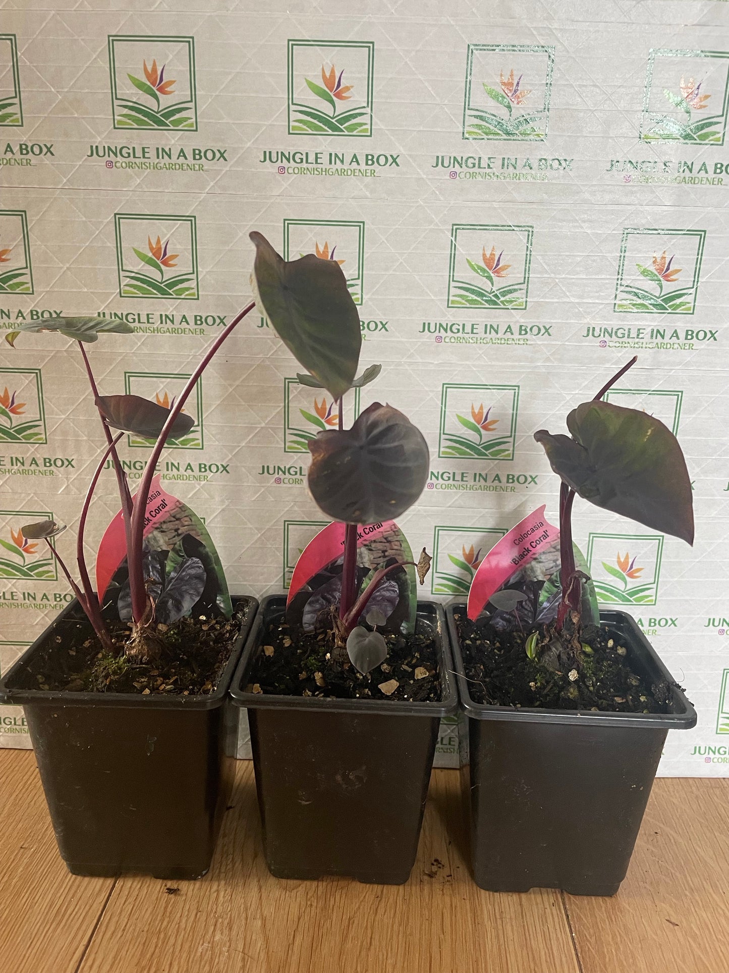 Colocasia 'Black Coral’ Triple Pack