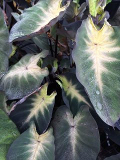 Colocasia ‘Tropical Storm’