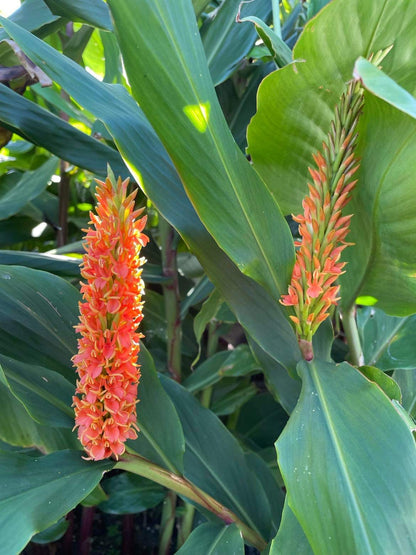 Hedychium densiflorum ‘Assam orange’ large pot