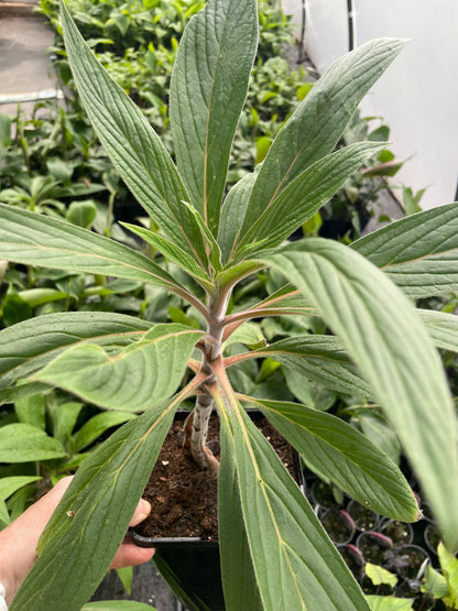 Echium Webbii