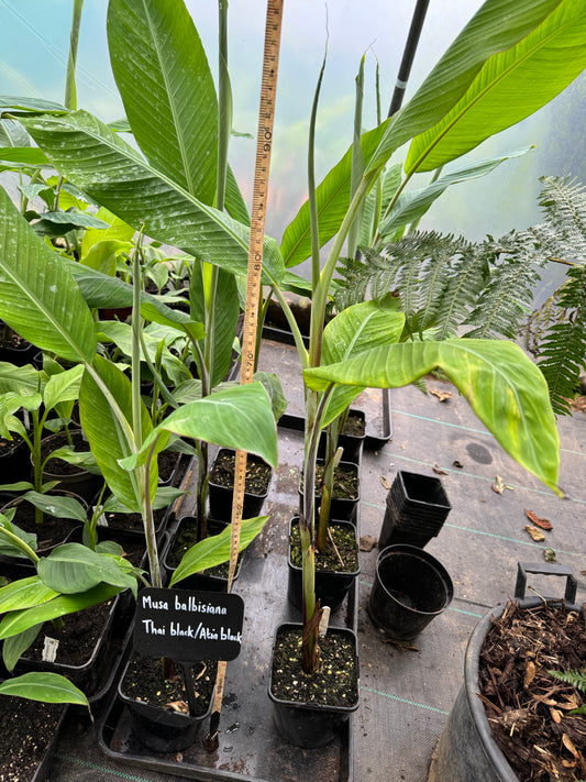 Musa balbisiana ‘Thai Black’/’Atia Black’