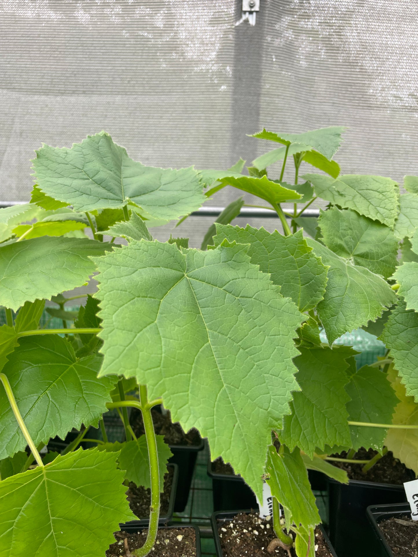 Paulownia elongata ( Foxglove tree )