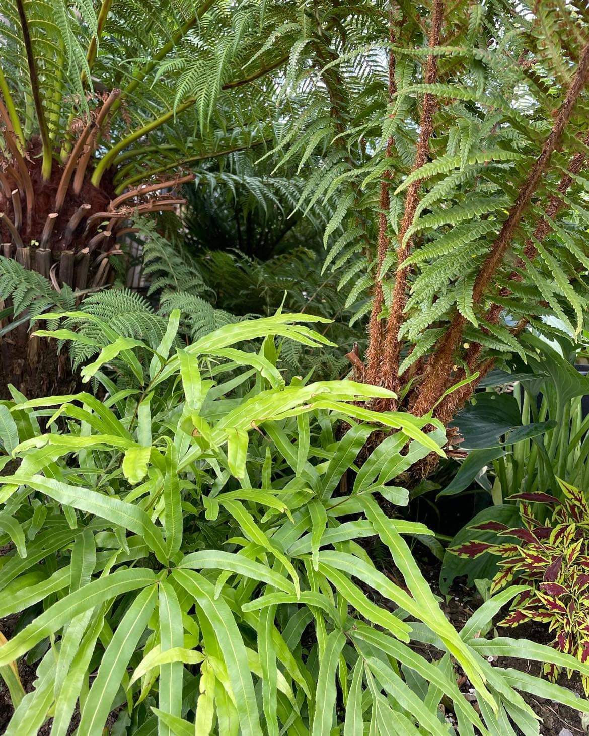 Pteris umbrosa- Jungle Brake Fern