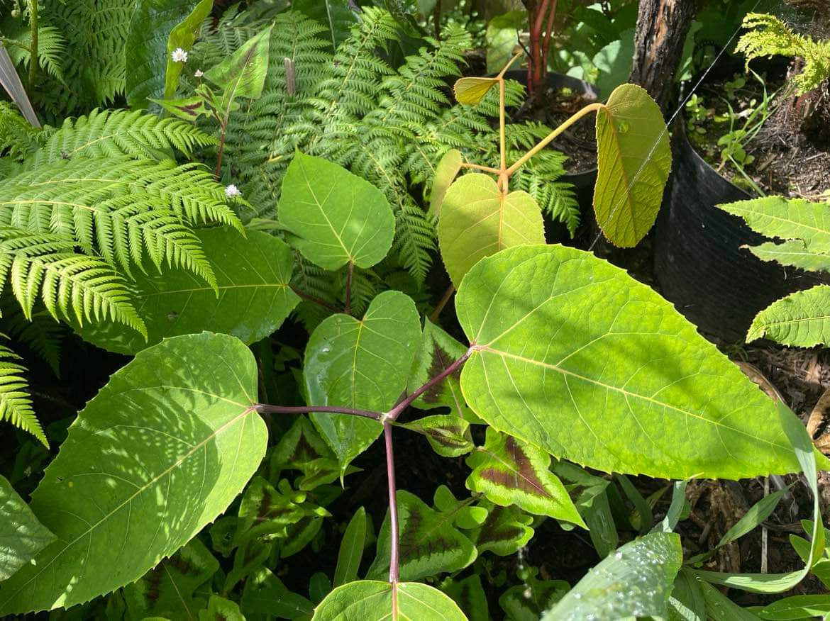 Schefflera macrophylla