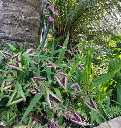 Persicaria 'Purple Fantasy’