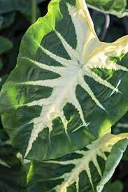 Colocasia 'White Lava'