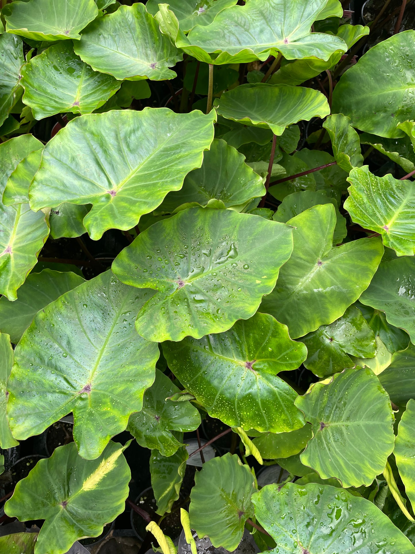 Colocasia White Lava Triple pack