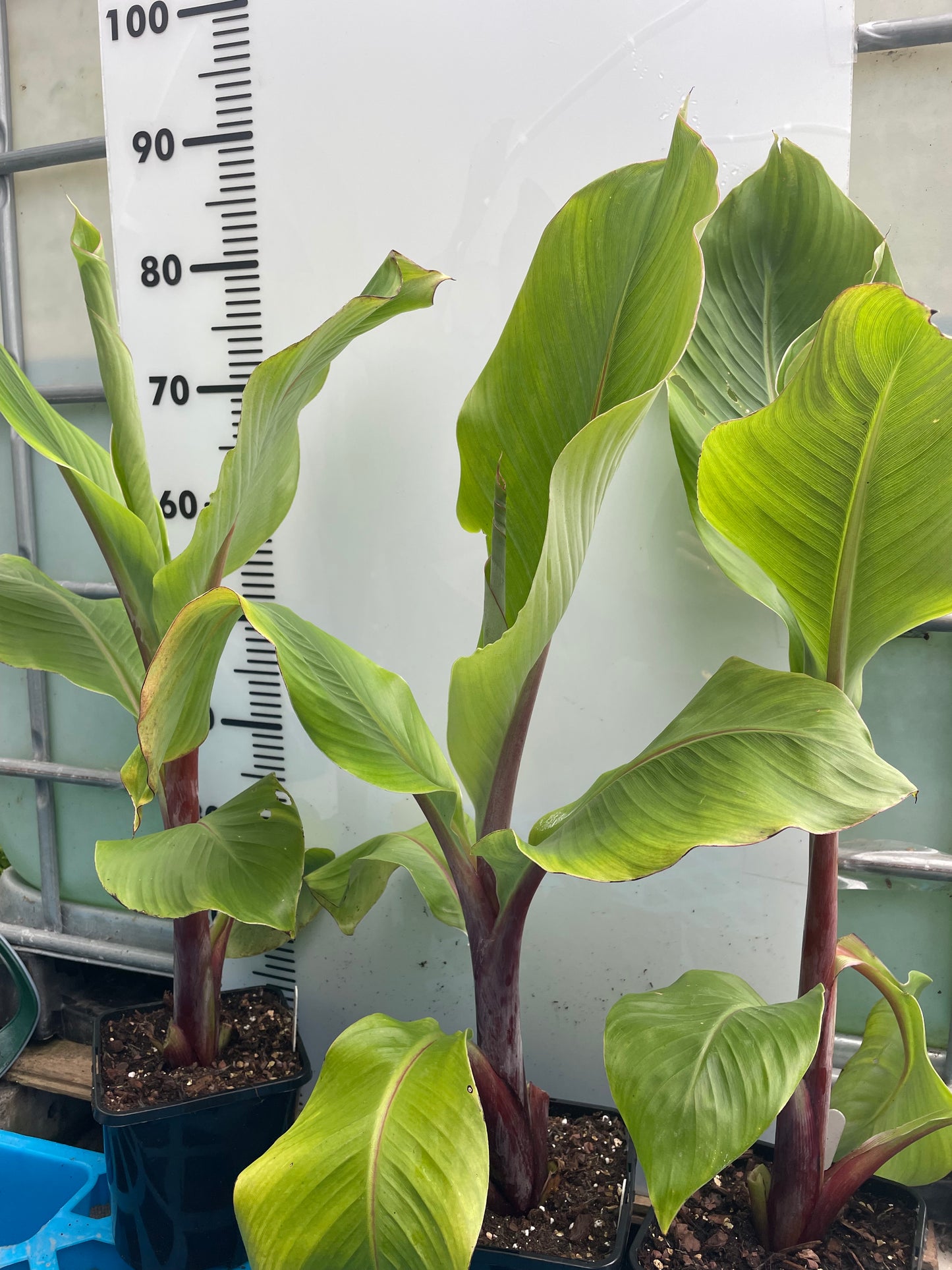 Red/Pink stem Ensete ventricosum