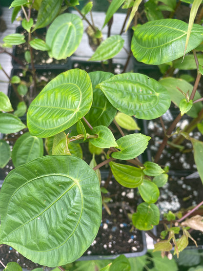 Pilea insolens