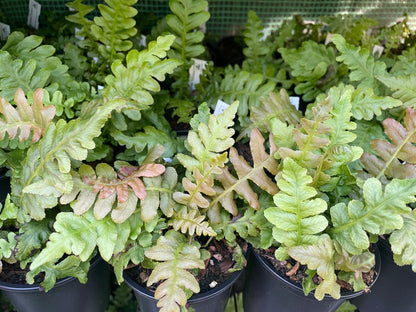 Blechnum brasiliense 'Volcano'