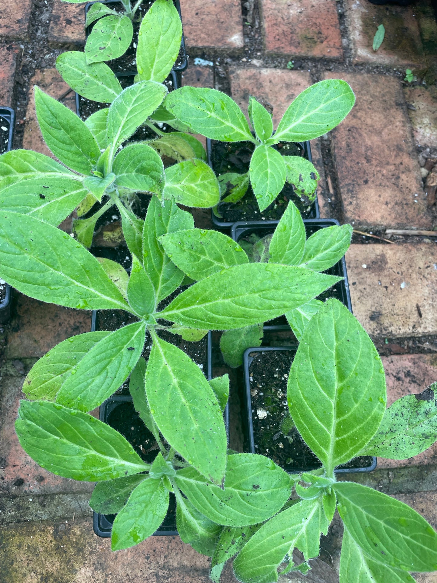 Echium Candicans (Small)