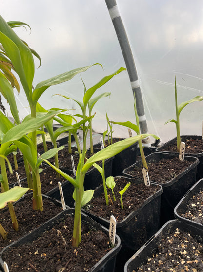 Hedychium forrestii