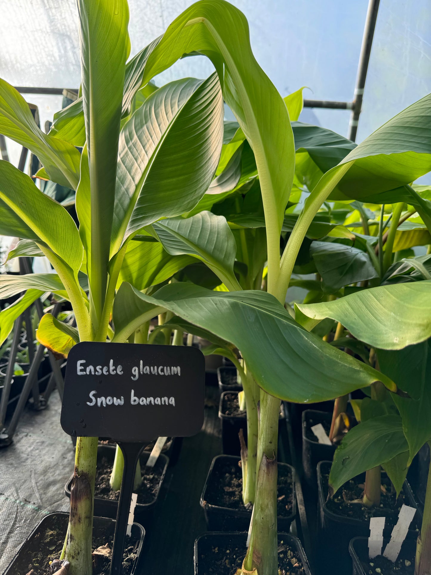 Ensete glaucum - snow banana