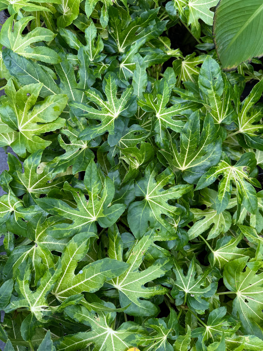 Fatsia Japonica Camouflage