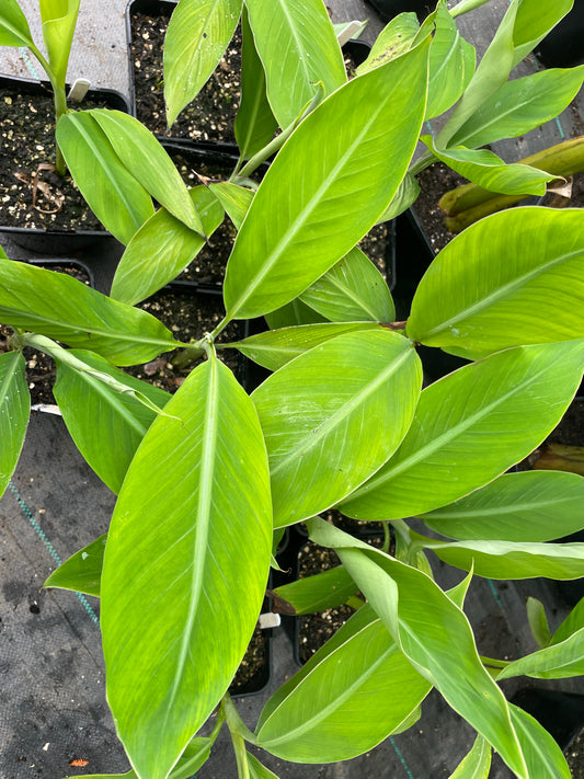 Musa balbisiana ‘Thai Black’/’Atia Black’