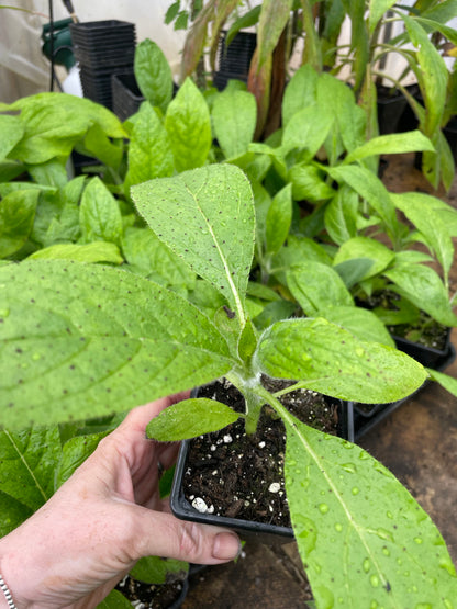 Echium Pininana - Blue Steeple 1st Year Small Plants