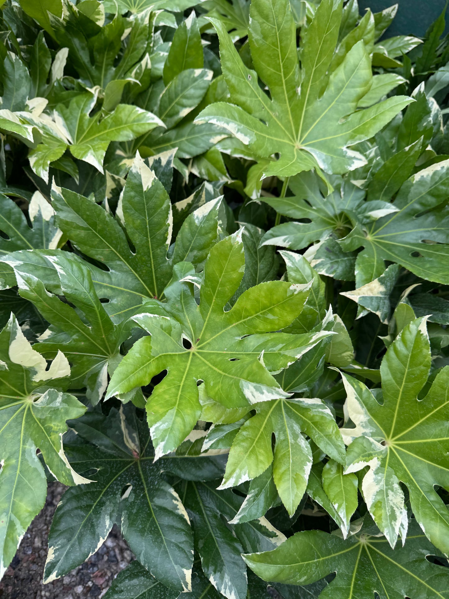 Fatsia japonica 'Variegata'