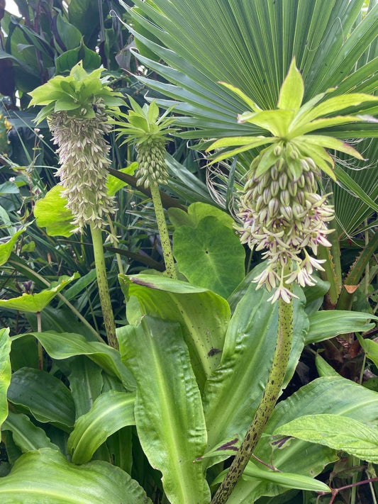 Triple pack Eucomis (Pineapple Lily) with free delivery