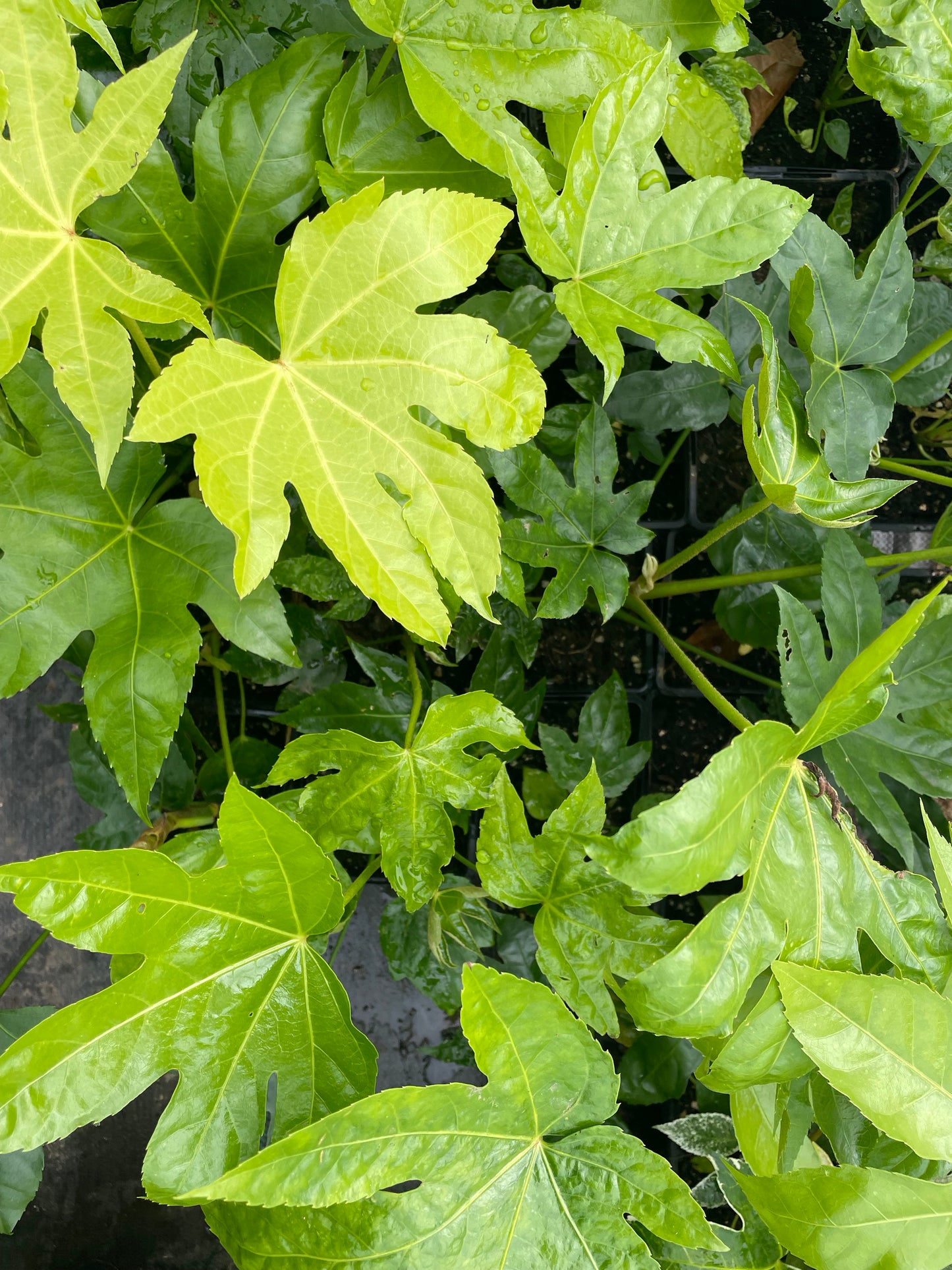 Fatsia Japonica