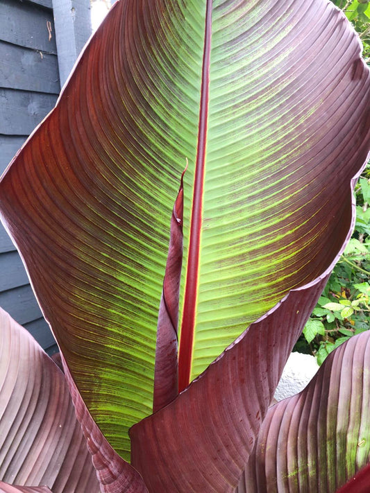 Ensete ventricosum maurelii (Large)