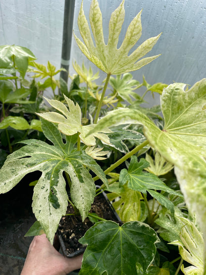 Fatsia Japonica Spiders Web