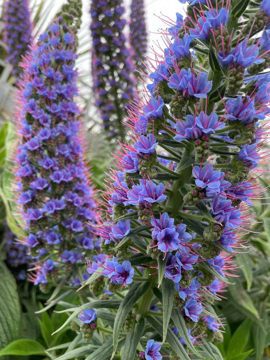 Echium Candicans (Large)