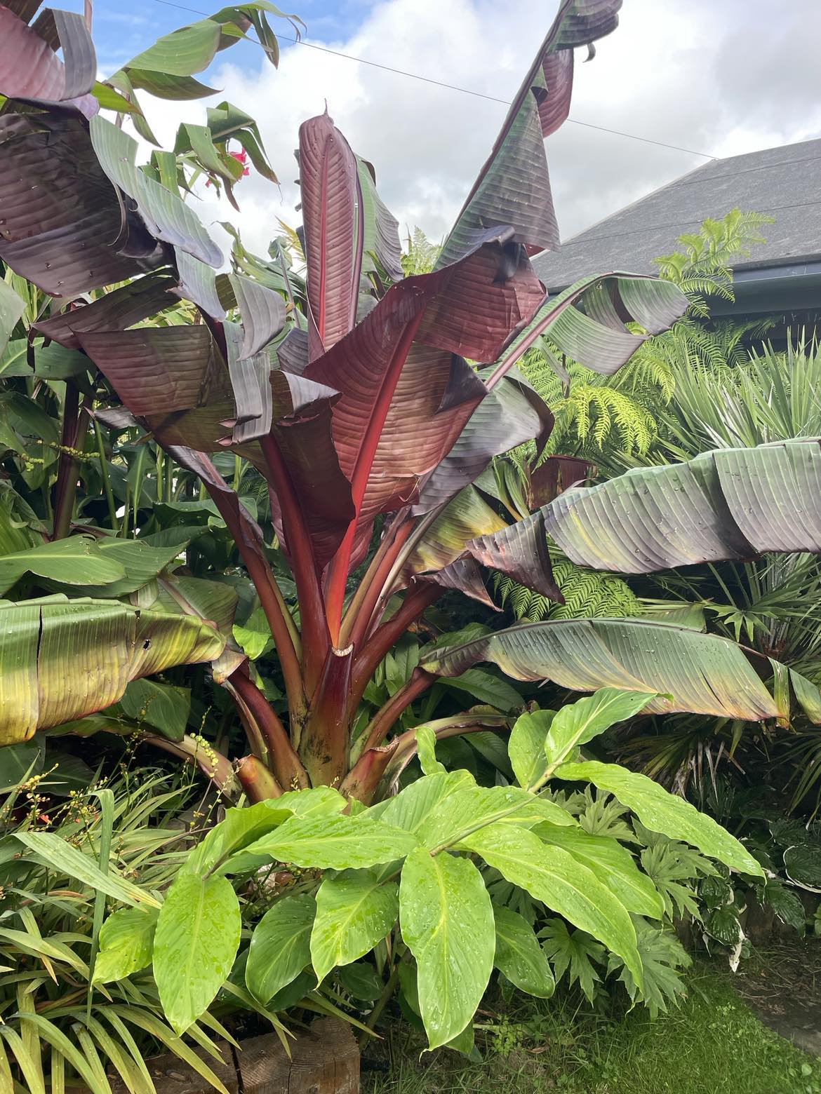 Ensete ventricosum maurelii (Large)