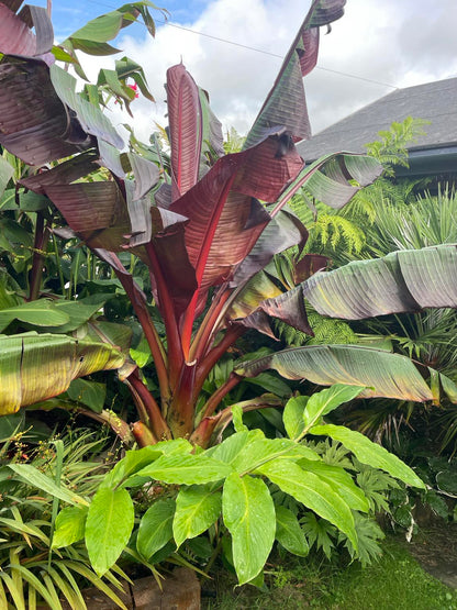 Ensete ventricosum maurelii (Large)