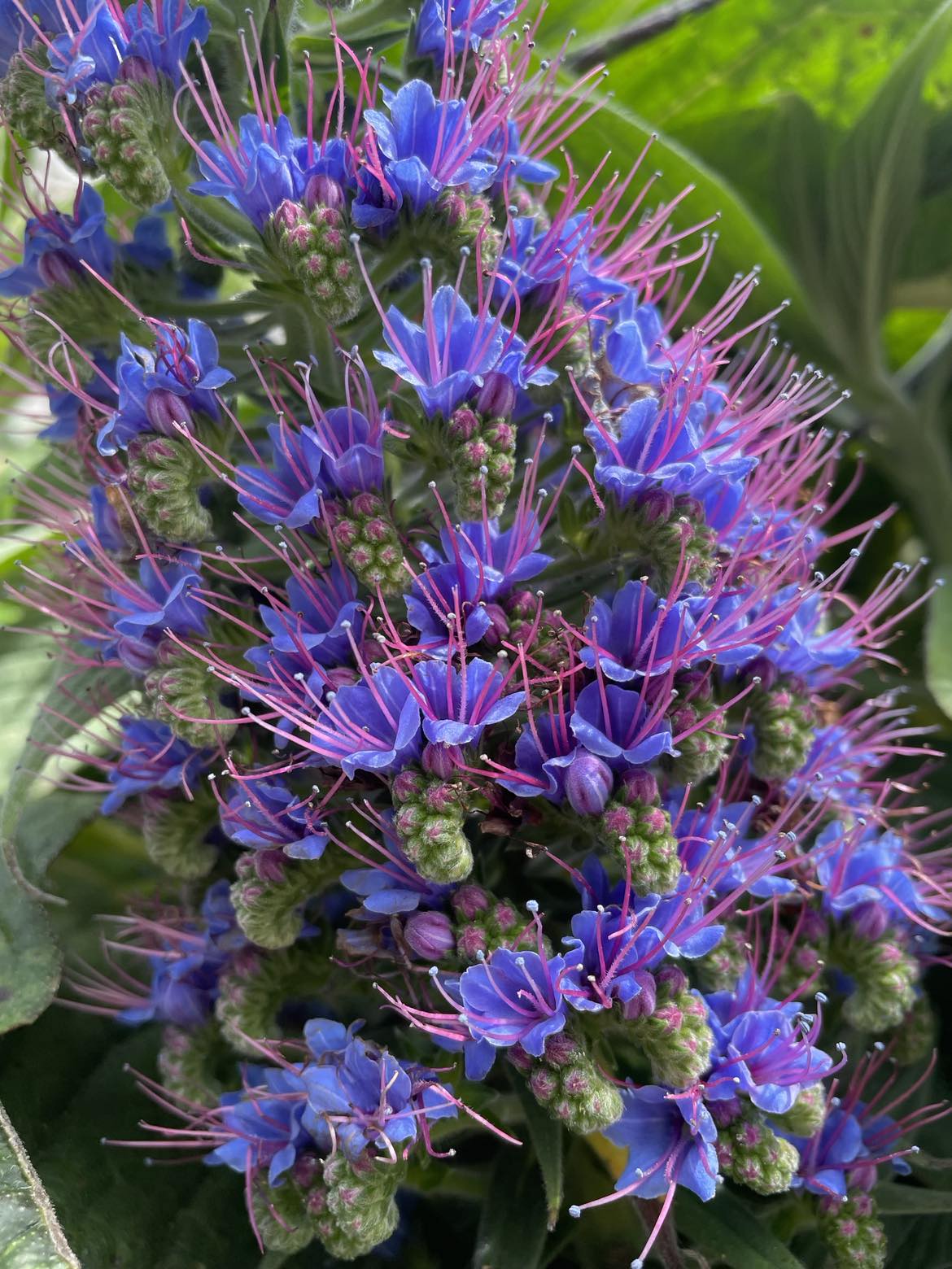 Echium Candicans (Large)