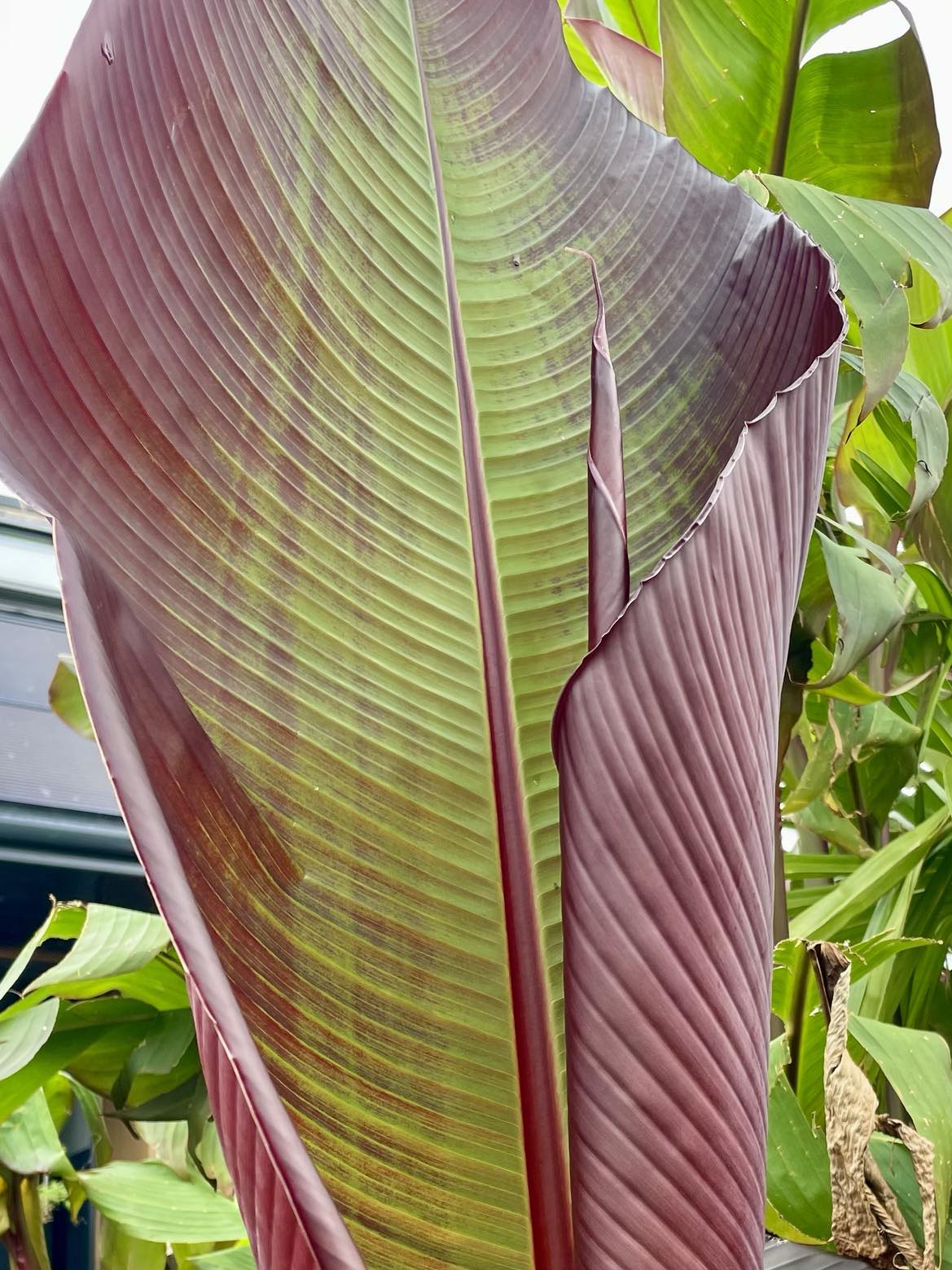 Ensete ventricosum maurelii (Large)