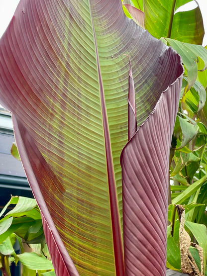 Ensete ventricosum maurelii (Large)