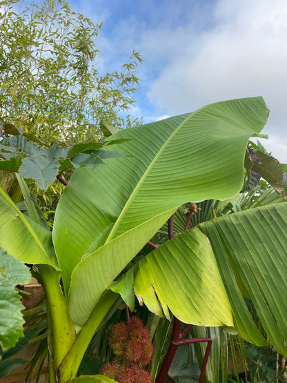 Musa Basjoo (Hardy Banana) Large