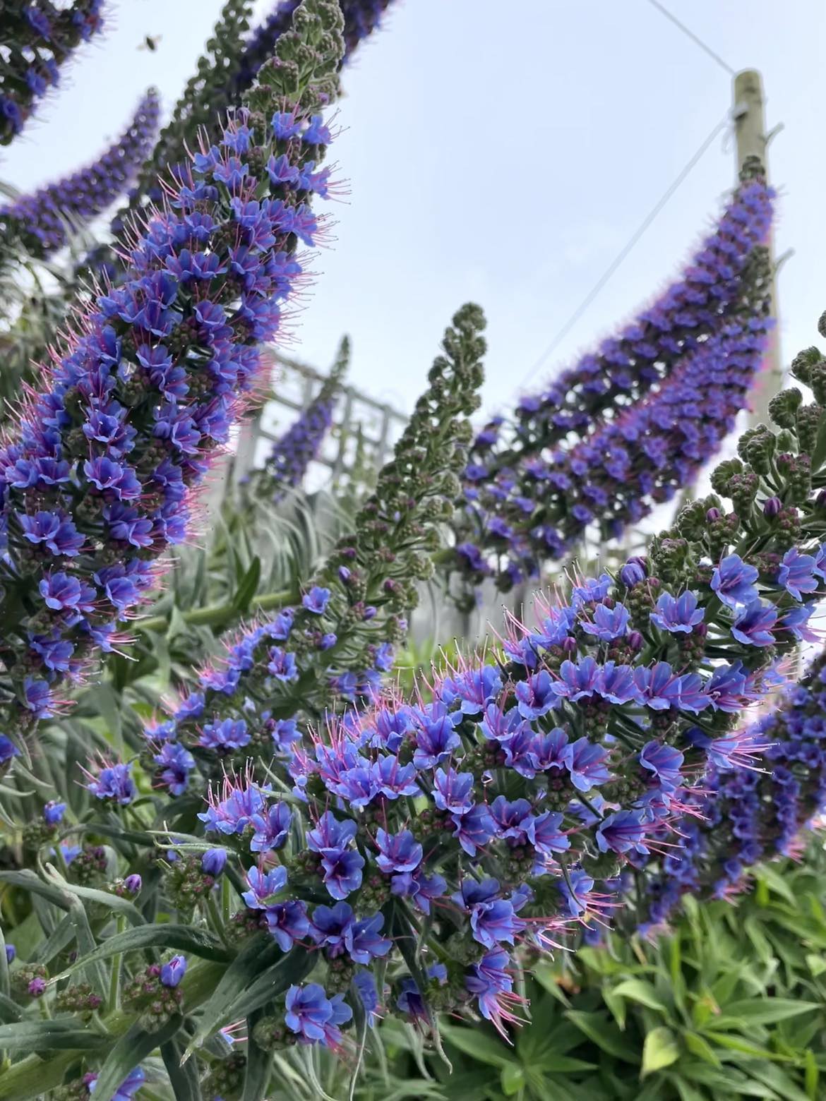 Echium Candicans (Large)