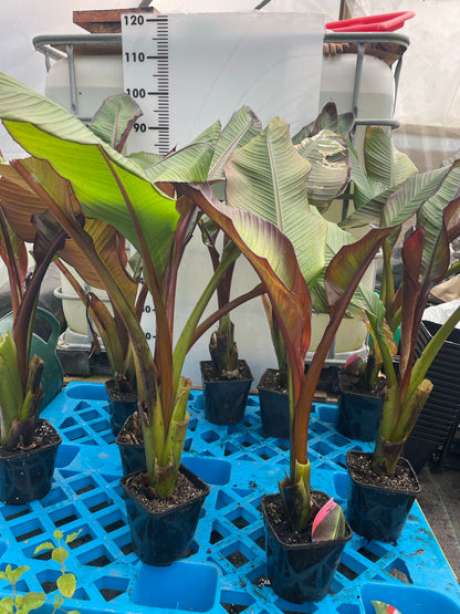 Ensete ventricosum maurelii (Large)