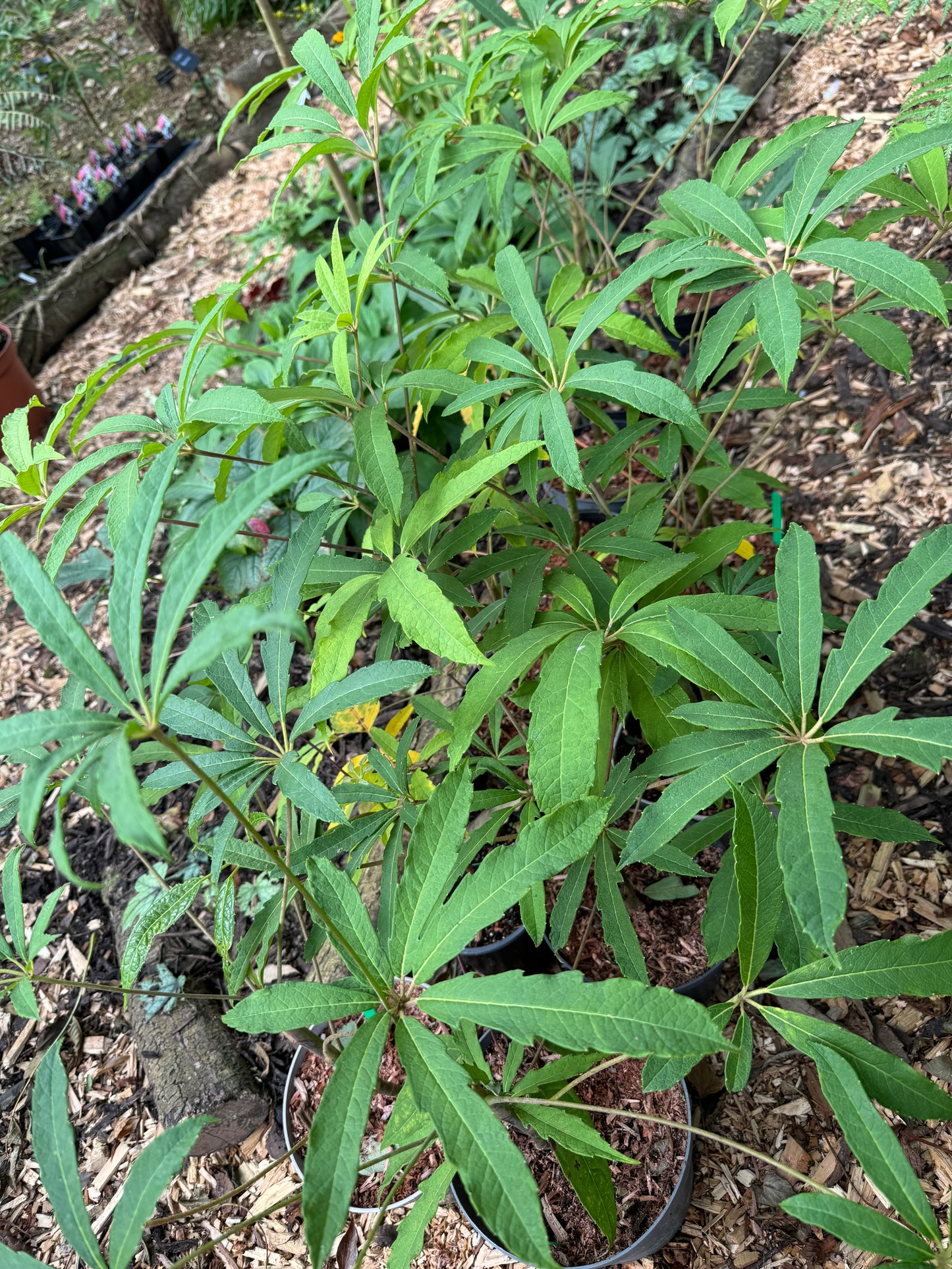 Scheffelera Rhododendrifolia