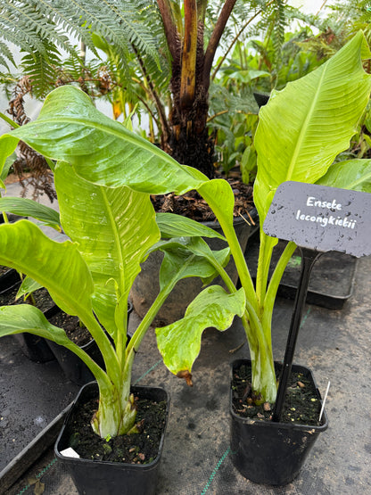 Ensete lecongkietii