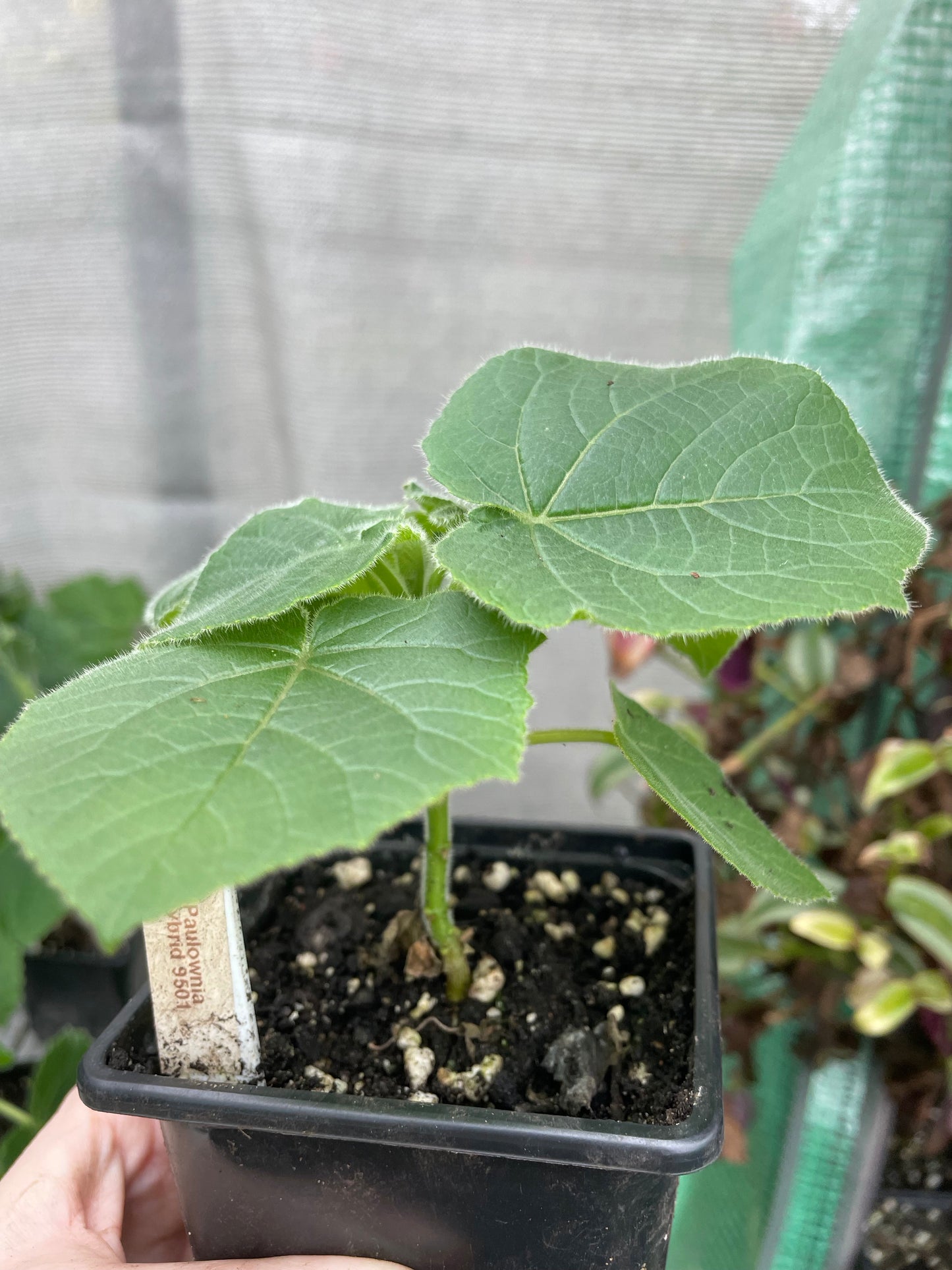 Paulownia hybrid 9501 ( Foxglove tree )