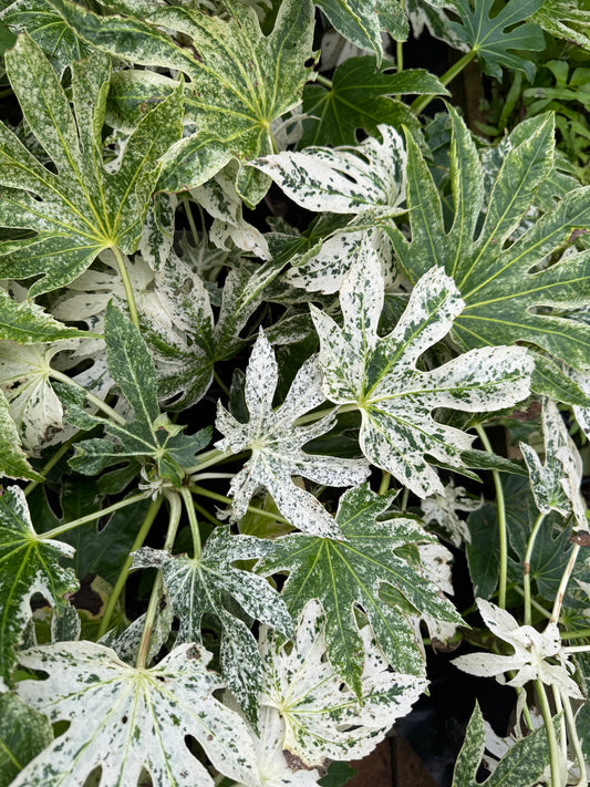 Fatsia Japonica Spiders Web