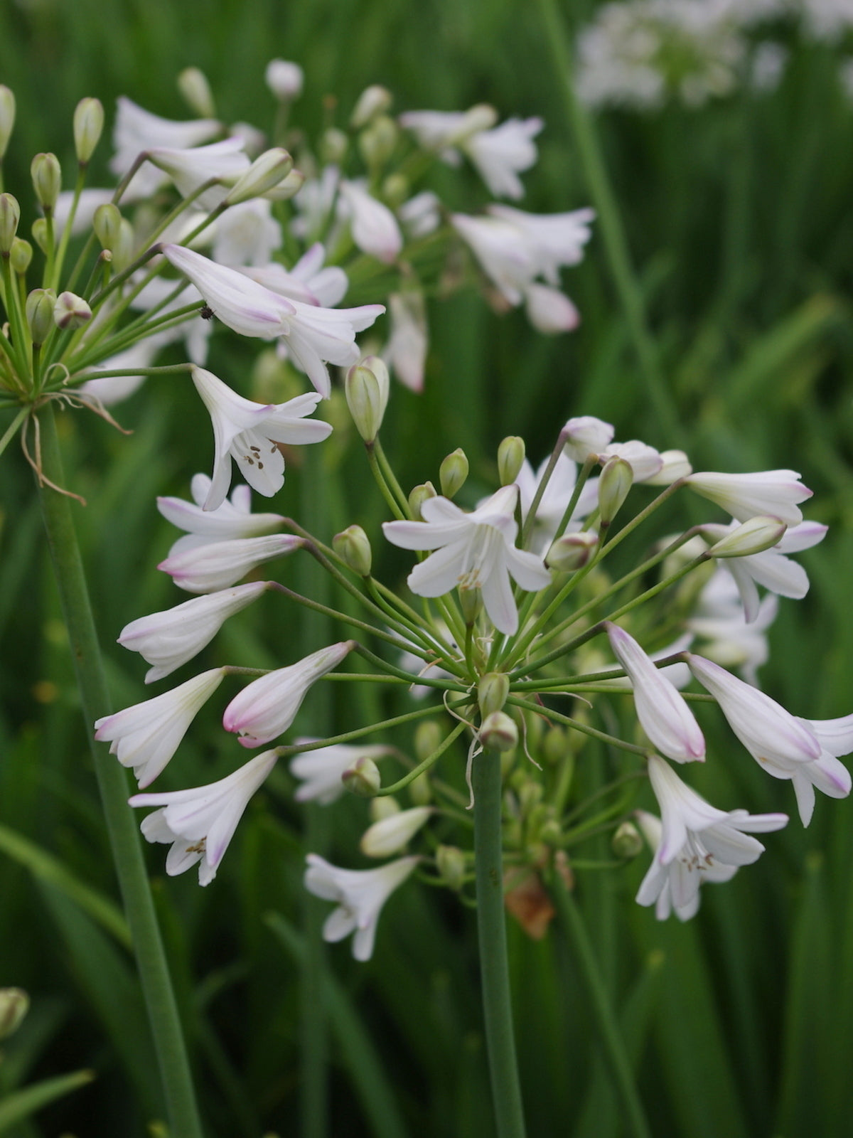 White Agapanthus