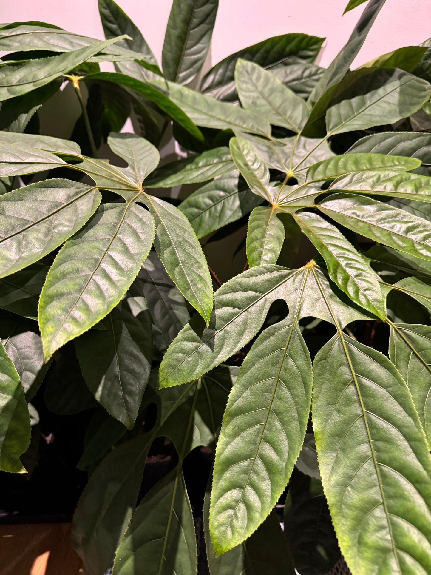 Trevesia burckii