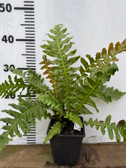 Blechnum brasiliense 'Volcano'