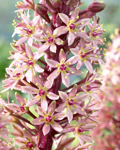 Eucomis 'Sparkling Burgundy'