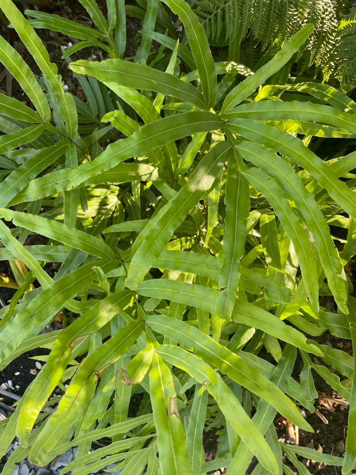 Pteris umbrosa- Jungle Brake Fern