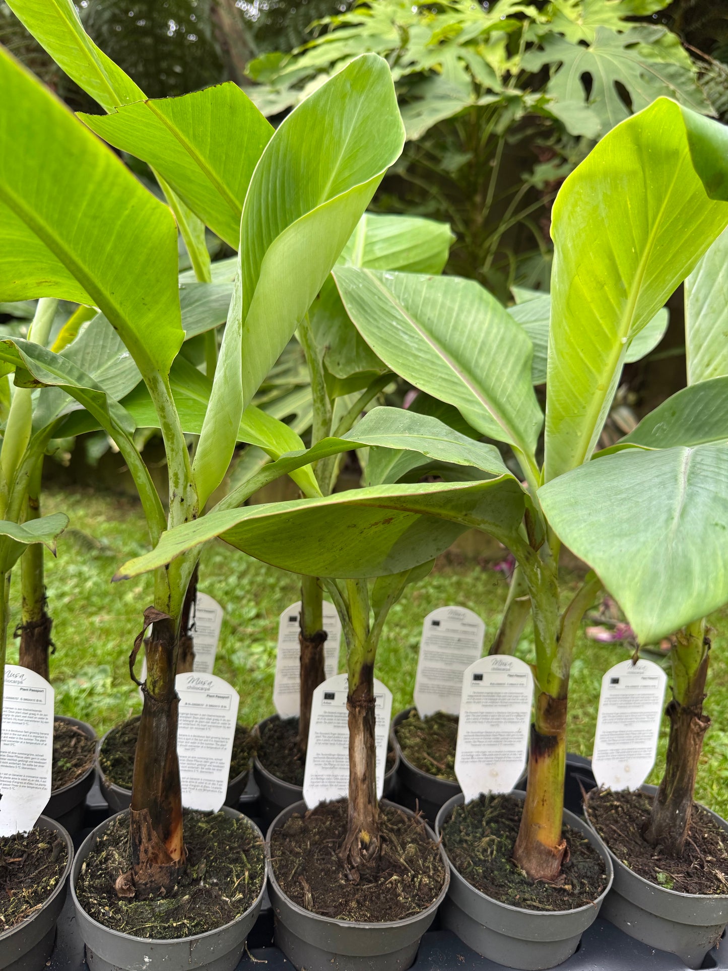 Musa x chiliocarpa