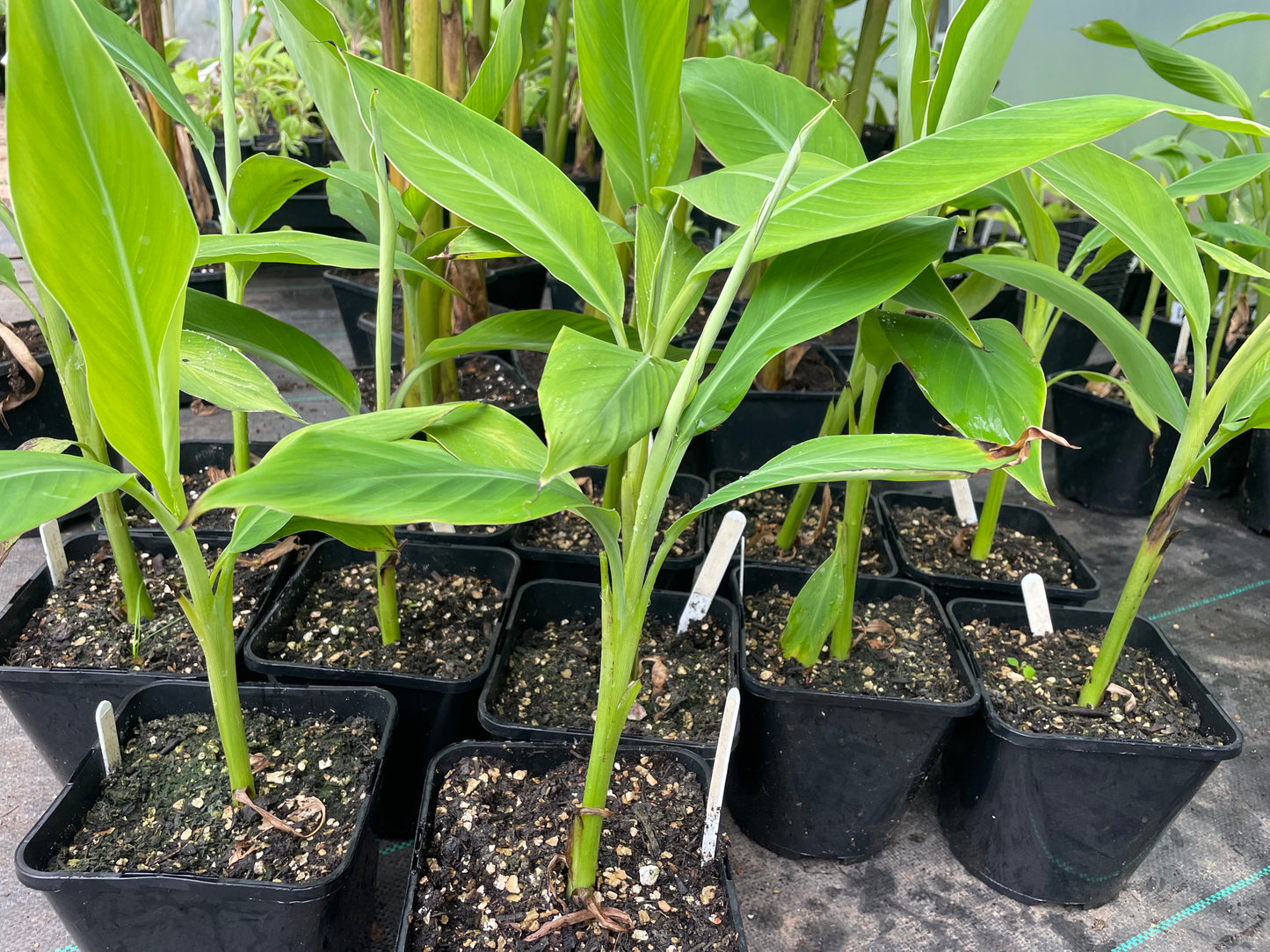 Musa balbisiana ‘Thai Black’/’Atia Black’